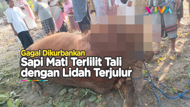 Penampakan Sapi Kurban Mati Terjerat Tali Sebelum Disembelih