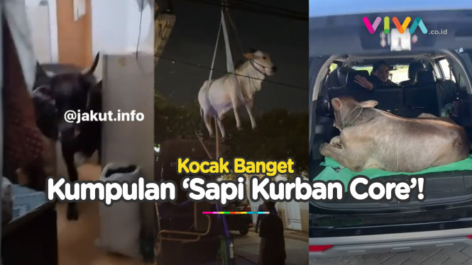 Kompilasi Kelakuan Random Sapi Kurban Saat Idul Adha 1445H