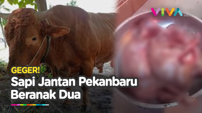 Warga Heboh! Penampakan 2 Janin dari Perut Sapi Jantan