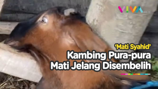 Kambing Pura-pura Mati, Eh Bangun Pas Dipencet "Anunya"