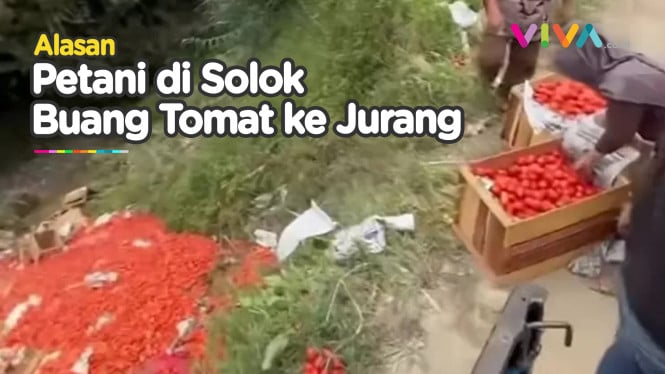 Gegara Harga Anjlok, Petani Rame-Rame Buang Tomat ke Jurang
