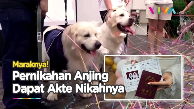 Fenomena Pernikahan Anjing di Tiongkok Tanda Kiamat?