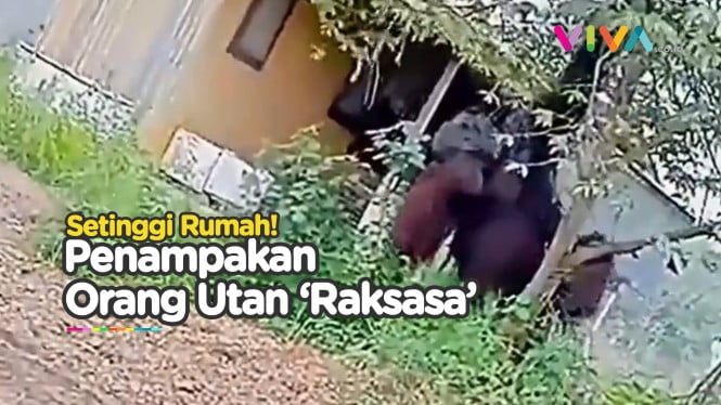 Penampakan Orang Utan Setinggi Rumah Muncul di Kaltim