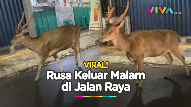 Bikin Kaget, Rusa Muncul di Pinggir Jalan Saat Malam Hari