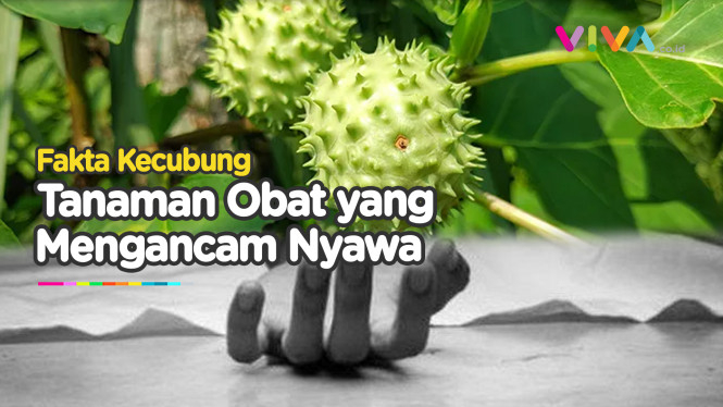 Waspadai Efek Kecubung, Tanaman Obat Namun Beracun!