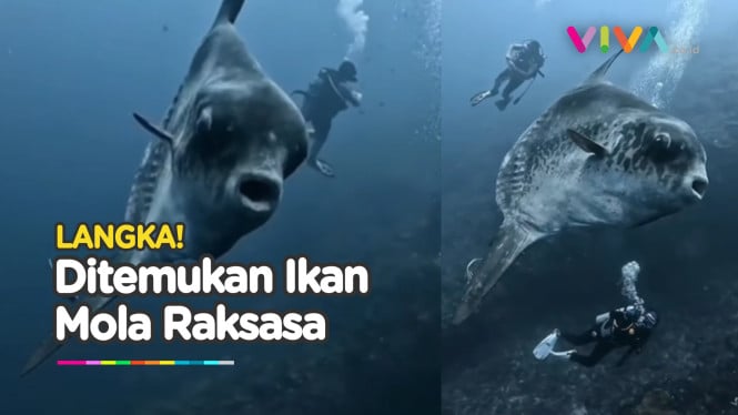 LANGKA! Penyelam Ini Temukan Ikan Mola Mola Raksasa di Bali
