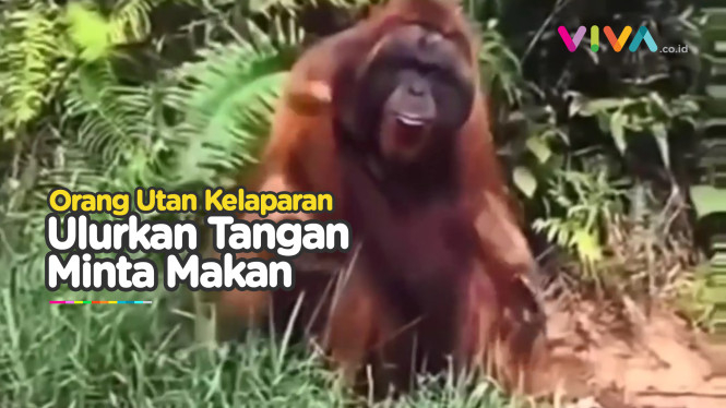 Orang Utan 'Melas' Minta Makan ke Warga yang Lewat