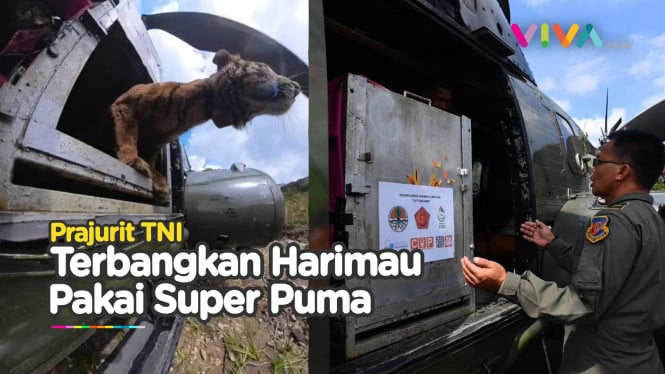 Detik-detik Mayor TNI Terbangkan Super Puma Berisi Harimau