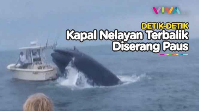 VIDEO Detik-detik Perahu Nelayan Disundul Paus