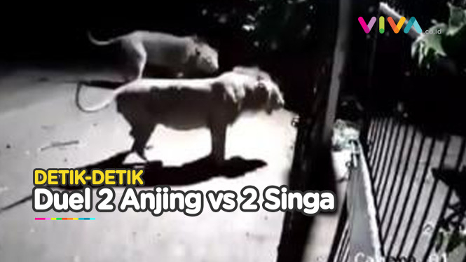 NGERI! CCTV 2 Anjing vs 2 Singa Nyaris Saling Terkam