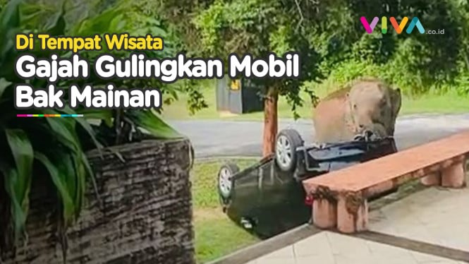 HEBOH Video Gajah Gulingkan Mobil di Tempat Wisata