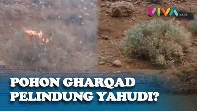 Heboh, Video Diduga Pohon Gharqad Lindungi Umat Yahudi