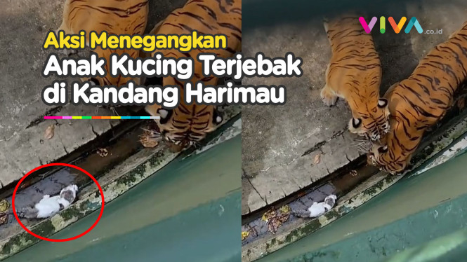 Anak Kucing Terjebak di Dalam Kandang Harimau