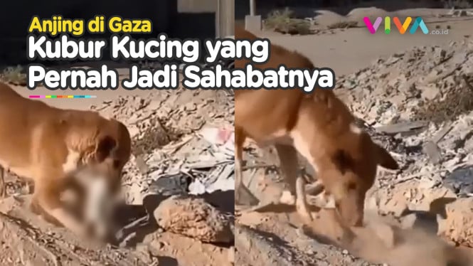 Bikin Mewek, Seekor Anjing Kubur Kucing dengan Wajahnya