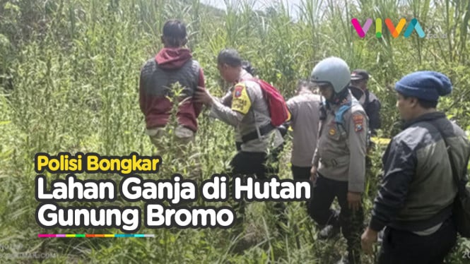 Polisi Sisir lokasi Ladang Ganja Siap Panen di Bromo