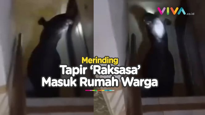 \ Seekor 'Tapir Raksaksa' Masuk Rumah hingga ke Lantai 2