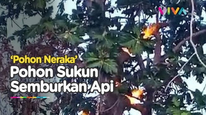 Fenomena Aneh, Pohon Sukun Semburkan Api