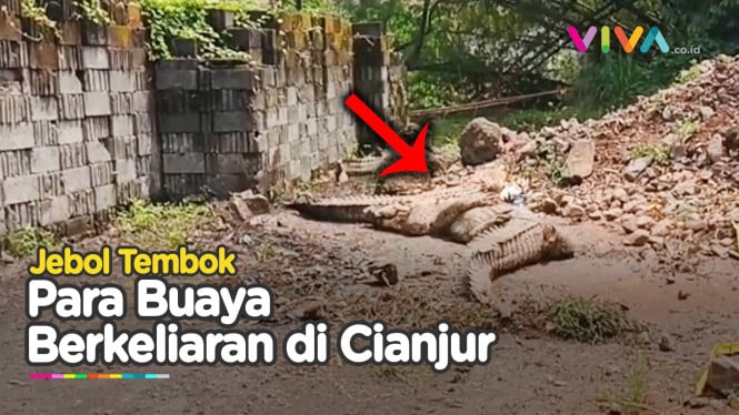 Tembok Penangkaran Jebol, Kawanan Buaya Keliaran Bebas