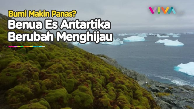 Benua Antartika Menghijau, Hamparan Es Berubah Jadi Lumut