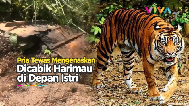 Istri Jadi Saksi, Pria Tewas Mengenaskan Dicabik Harimau