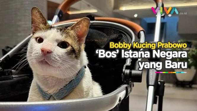 Pesona Bobby Kertanegara, Kasta Tertinggi Istana Negara