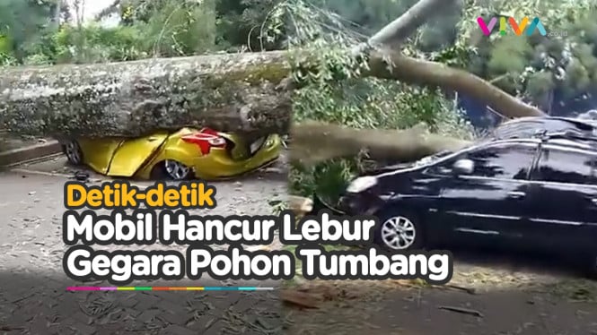 Ambruk! Pohon Besar Tumbang Timpa Kendaraan di Lembang