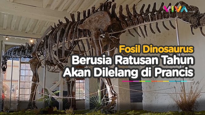 Sisa Dinosaurus Raksasa 'Vulcan' Siap Dilelang!