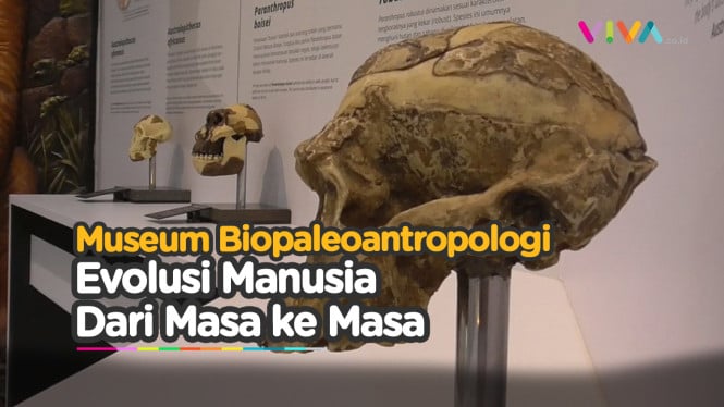 Intip Evolusi Manusia di Museum Biopaleoantroplogi UGM!