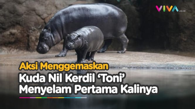 Gemes! Aksi Lucu Kuda Nil Kerdil Berenang di Jerman