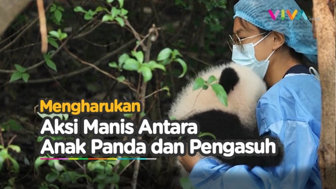 Momen Haru Anak Panda di Chengdu