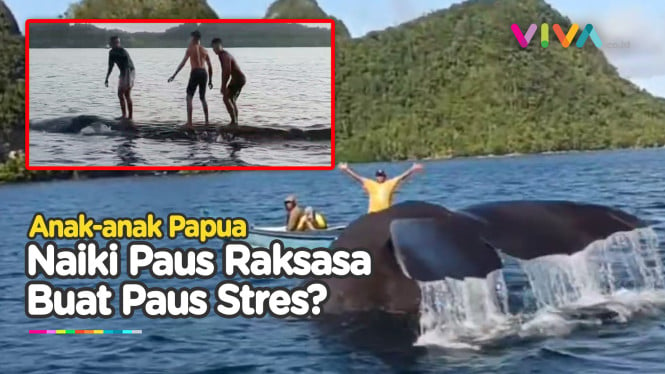 Bikin Iri! Pemuda Papua Main Air Bareng Paus Raksasa di Laut