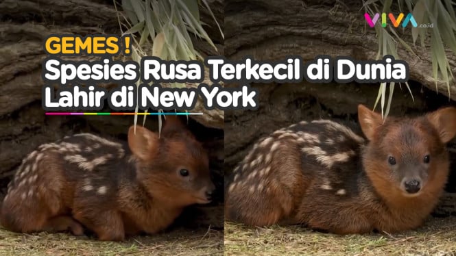 GEMAS! Pudu, Bayi Rusa Terkecil di Dunia