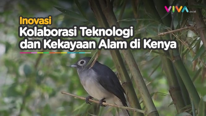 Mengungkap Kesehatan Hutan Kenya, Dari AI dan Kicauan Burung