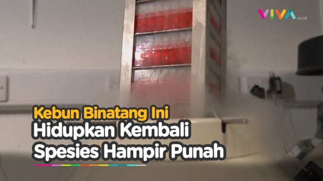 Kebun Binatang London Simpan DNA untuk Hidupkan yang Punah