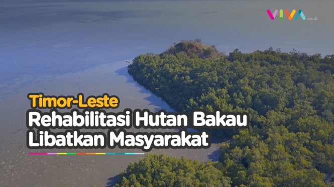 Rehabilitasi Hutan Bakau Timor-Leste Libatkan Masyarakat Lok