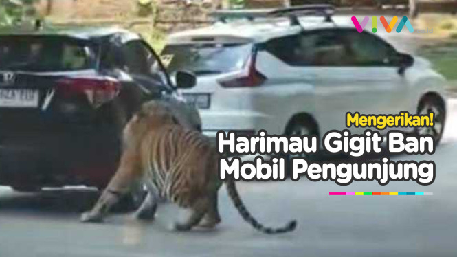 VIDEO Harimau Gigit Ban Mobil Pengunjung di Taman Safari