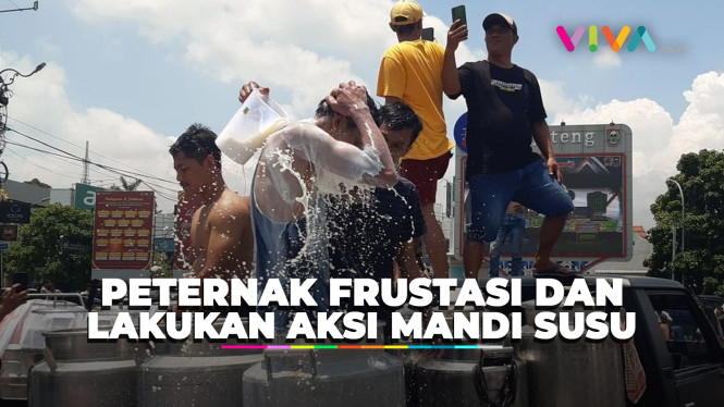 Ratusan Peternak di Boyolali Kompak Mandi Susu, Ada Apa?