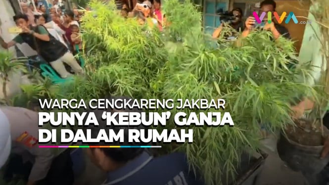 Polisi Bongkar Ladang Ganja di Rumah Warga Cengkareng