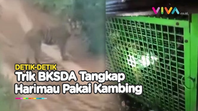 Aksi Ciamik BKSDA Tangkap Harimau Menggunakan Seekor Kambing