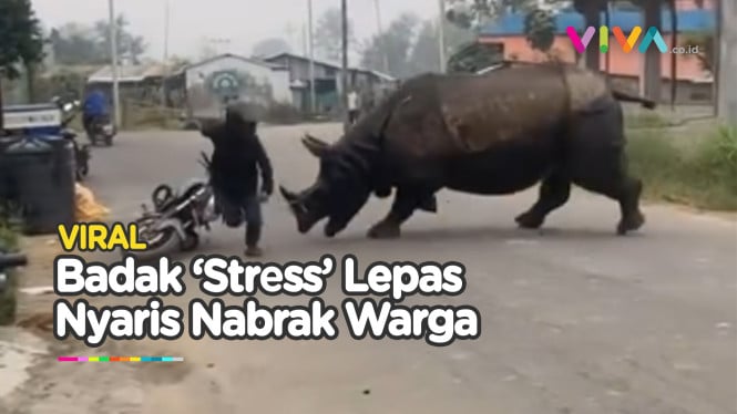 NGIBRIT! Badak Liar Mengamuk Seruduk Motor Warga