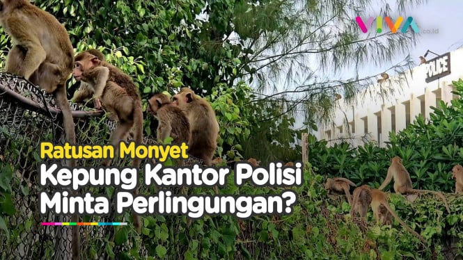 Puluhan Monyet Kepung Kantor Polisi, Petugas Ketakutan