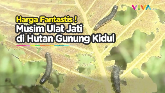 Musim Ulat Jati : Berkah Warga Gunungkidul