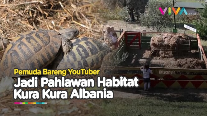 Terancam Punah, Seseorang Selamatkan Habitat Kura Kura Alban