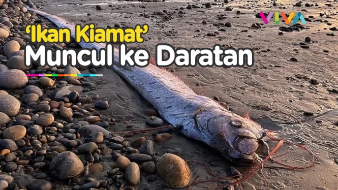 NGERI! 'Ikan Kiamat' Oarfish Kembali Terdampar, Pertanda?