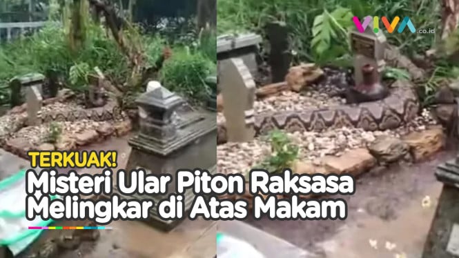 Mistis? Ular 'Raksasa' Mendekam di Makam Berhiaskan Kendi