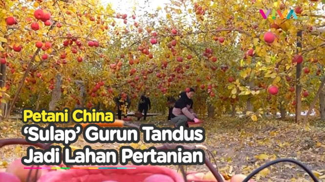 Panen Cuan, Petani Ubah Gurun Jadi Lahan Pertanian