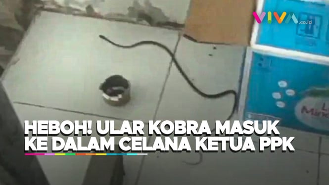 Ular Cobra Usik Rapat Pleno Rekapitulasi Surat Suara