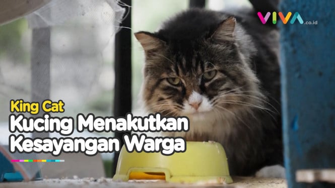 King Cat : Kucing Liar Kesayangan Warga Beijing