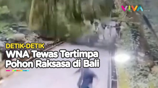 Teriakan Wisatawan Saat Pohon di Ubud Tumbang