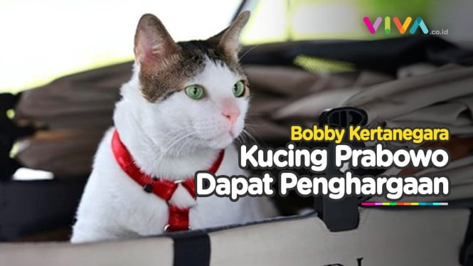 Kucing Presiden Prabowo, Bobby Kertanegara Raih Penghargaan